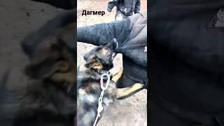 Serious dog Dagmer #DOGTRAININGNG ARES Dog training Ukraine