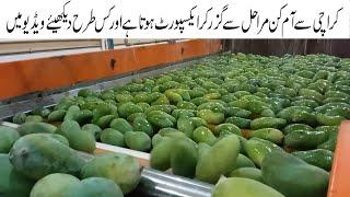 Export Mangoes Process | Mangoes Nutrient Information  Sindhri Mango Export Other Conutries