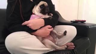 A pug go crazy on dog Tv