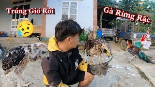 Bán Hết Đại Bàng Và Xích Chân Gà Rừng Rặc | Dũng Tây Bắc