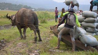 Farm carabao’s pushed  to their limit