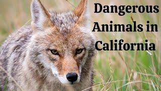 California's Most Dangerous Animals