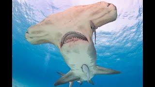 Worst Hammerhead Shark Attack in History