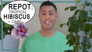 How-To Repot Tropical Hibiscus For Outdoors & Summer! + Crucial Care Tips for Tropical Hibiscus