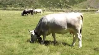 Kuh beim Weiden