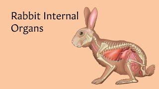 Rabbit Internal Organs | AnatomyStuff