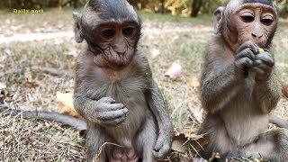 Little monkey begging for feeding -small monkey try convince for food -hungry monkeys ask for fruits