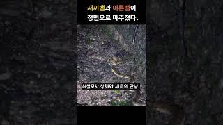 쇠살모사 두마리의 쫄깃한 대치상황.ㄷㄷ