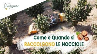 Raccolta delle nocciole | Come e quando viene raccolta la nocciola? | Au.gusto79