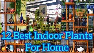 12 Best Indoor Plants | ഇൻഡോർ സസ്യങ്ങൾ | Green Life | Jobin Magic World