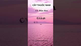 Cây Thuốc Nam Quý ️ Đậu Đen