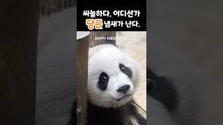 대나무 먹다가 문소리가 나서 눈을 이리저리 굴리고 귀도 쫑긋쫑긋! 코도 킁킁~ 모든 감각 초집중 하는 후이🩷
