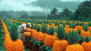 How American Farmers Pick Millions Of Pineapples - Pineapple Harvesting