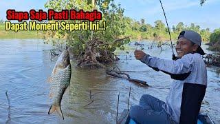 MOMEN TAHUNAN..! IKAN KECIL MUDIK SAAT YANG PALING TEPAT PANEN IKAN PREDATOR