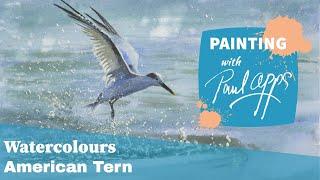 How to Paint an American Tern from Florida (Sandwich Tern)