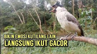 Suara pikat kutilang 100% ampuh bikin emosi kutilang liar || Cocok Untuk Masteran & Pikat Anda