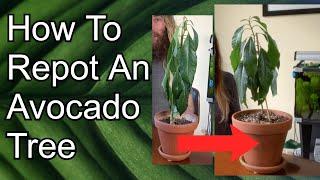 How To Repot an Avocado Tree | Putting an Avocado Tree into a Bigger Container