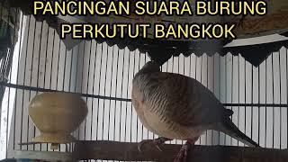 PANCINGAN SUARA BURUNG PERKUTUT BANGKOK GACOR