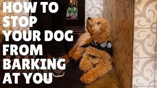 My dog won't stop barking at me! HOW YOU CAN STOP DEMAND BARKING! | Dani The Dog Trainer