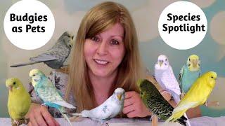 Budgies as Pets: Species Spotlight