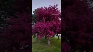 Crabapples blossoms: #crabapple #tree #nature #purple #canada  #ontario #Hiking #walking