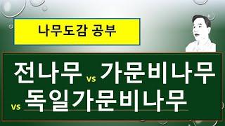 전나무 vs 가문비나무 vs 독일가문비나무 : 무엇이 서로 다를까?