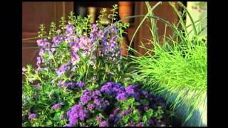 Proven Winners® Gardener Channel: Proven Winners® Angelface® Blue Angelonia