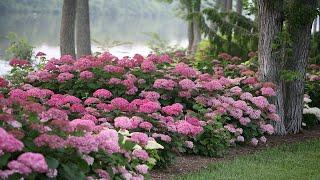 Plant Of The Day: September 30 - October 6 (35% Off)