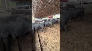 new Hampshire Steers