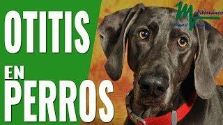 OTITIS EN PERROS.LOS PERROS MÁS PREDISPUESTOS A TENER OTITIS/OTITIS CANINA/DOLOR OÍDOS PERROS