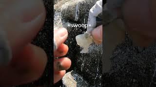 HOW TO HOOK SHRIMP FOR BAIT :D! #shorts #fishing