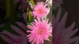 #beautifulflower#pinkdaisy#ytshorts