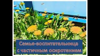 Формирование семьи воспитательницы с частичным осиротением