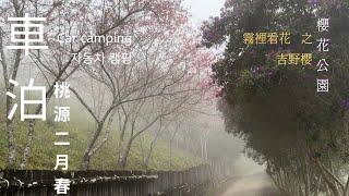 [Yu Travel｜Car Parking] Fifth Park｜Taoyuan District｜Cherry Blossom Season｜