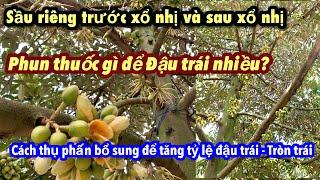 Phun thuốc gì để sầu riêng đậu trái nhiều sau khi xổ nhị? Cách thụ phấn bổ sung hiệu quả.