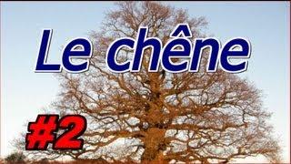 Bonsaï: création d'un chêne #2