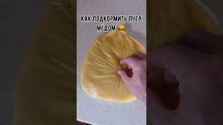 Как дать мёд пчелам.
