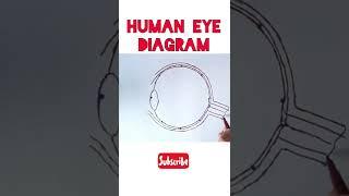 Human Eye Diagram Class 10