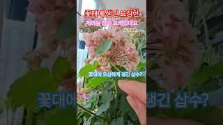 제라늄 꽃대에 생긴 삽수 요래 컸어요 #제라늄가드닝 #제라늄키우기 #제라늄삽목