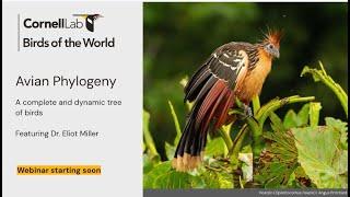 Avian Phylogeny: a complete and dynamic tree of birds featuring ELIOT MILLER | Birds of the World