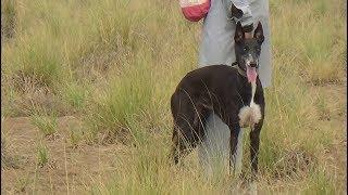 team greyhound | greyhound of our club | beautiful dogs