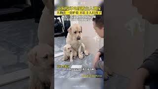 拒絕“家暴”！小狗咬壞電線被主人訓斥，大狗在一旁牢牢護崽！