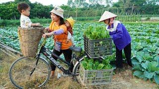 Harvest Green Vegetables Goes to Market Sell - Cooking - Gardening, Daily life / Ly Thi Ngoan