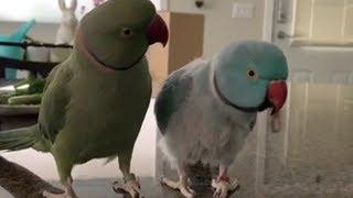 Parrots incredibly talk to one other like humans