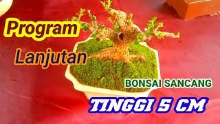 Program lanjutan Bonsai Sancang sito tinggi 5 cm