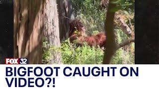 Across America: Bigfoot sighting video goes viral