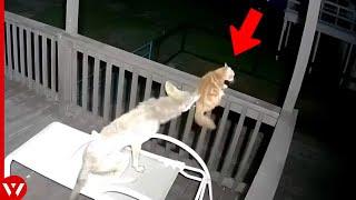 Look How This Coyote Paid Full Price When It Attacked Cat