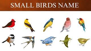 Small Birds List | Little birds Names & Sounds | Singing Birds