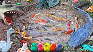 Fishing for big catfish in the pond, ornamental fish, betta fish, koi fish, goldfish, turtles, ducks