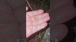 날개 없는 반딧불이가 있다?? 오늘의 주인공!! #반딧불이 #개똥벌레  #firefly